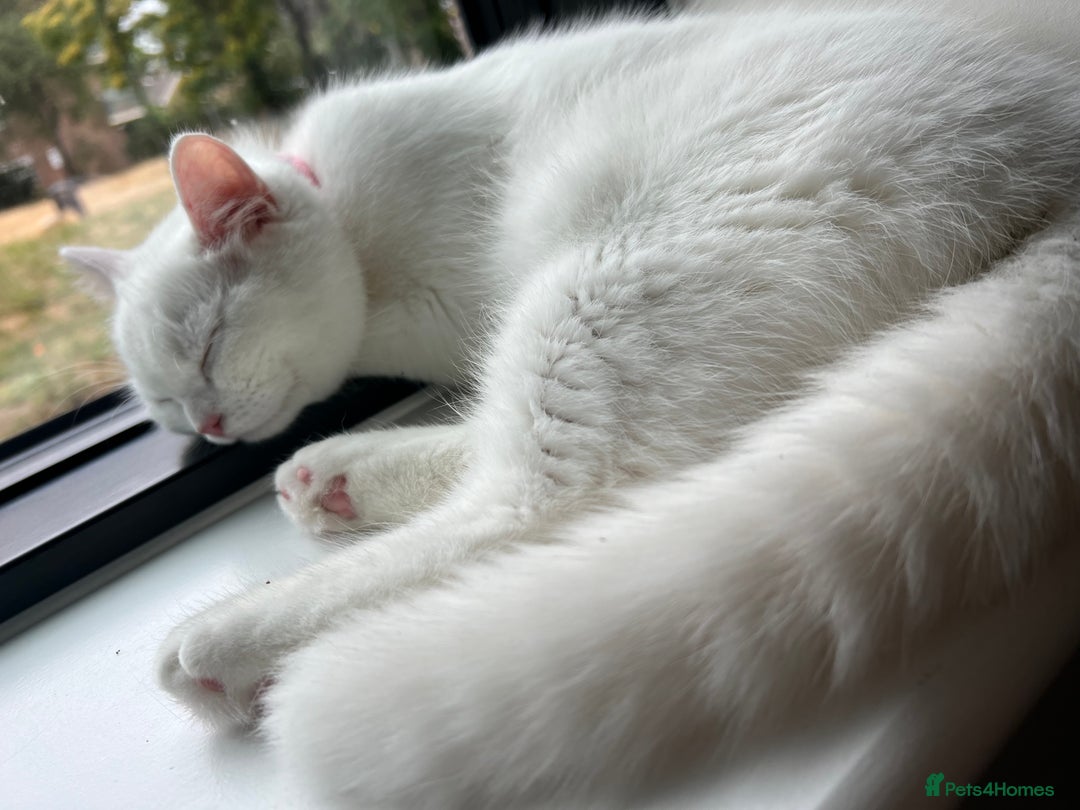Turkish Angora cats for sale: Coloured eye Turkish angora  - Image 2