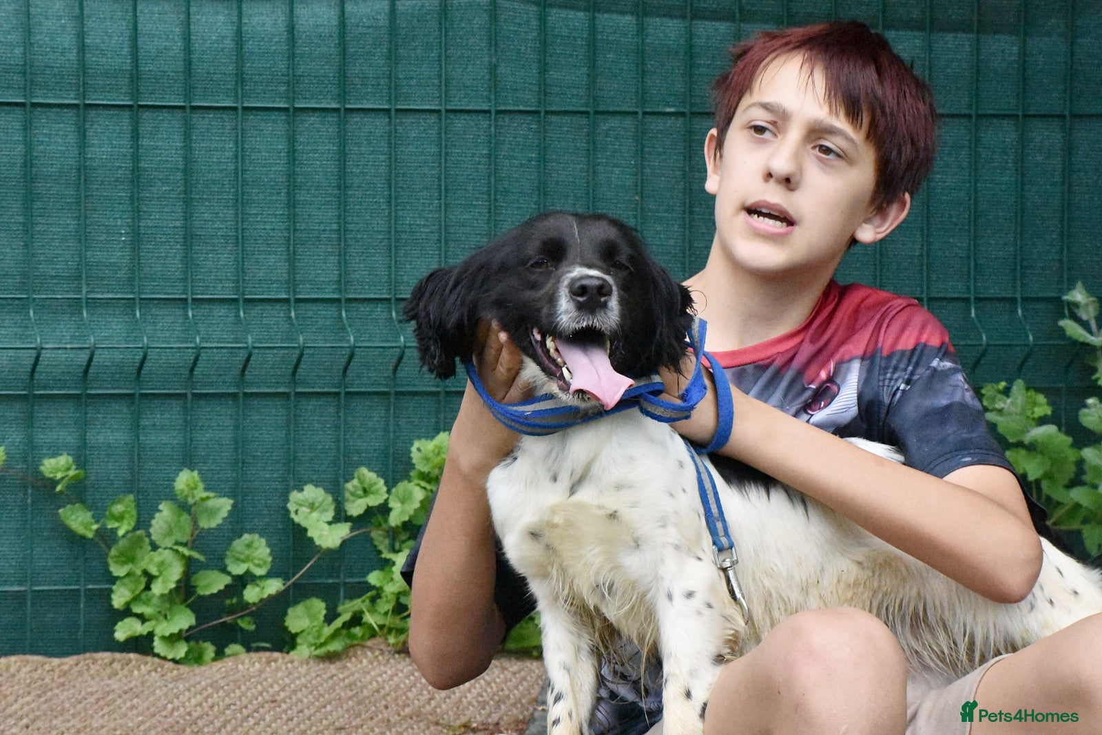 Brittany Spaniel dogs for adoption: Xira  in New Romney - Advert 3