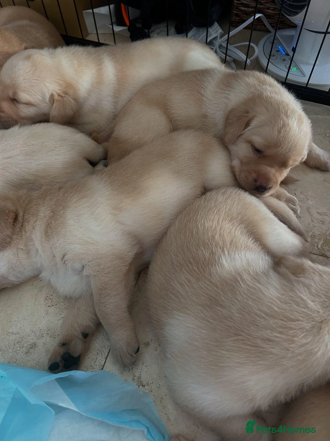 Labrador Retriever dogs for sale: Smooth transition labrador retriever - Advert 9