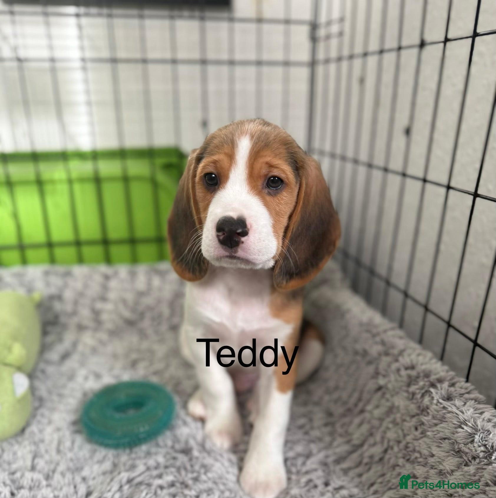 Beagle dogs Beagle puppies ready to go  - Advert 5