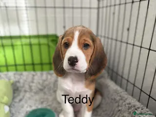 Beagle dogs Beagle puppies ready to go - Advert 5