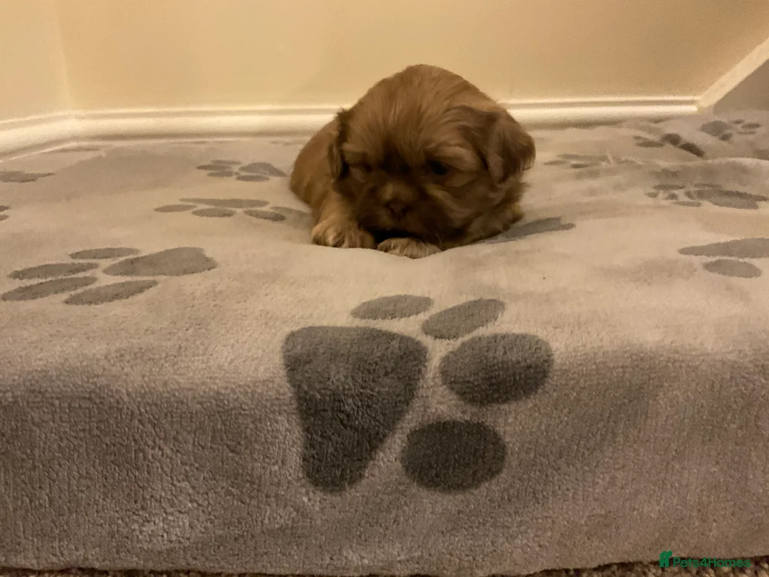 Shih Tzu dogs for sale: Beautiful Shih Tzu pups for sale 💖 - Advert 8