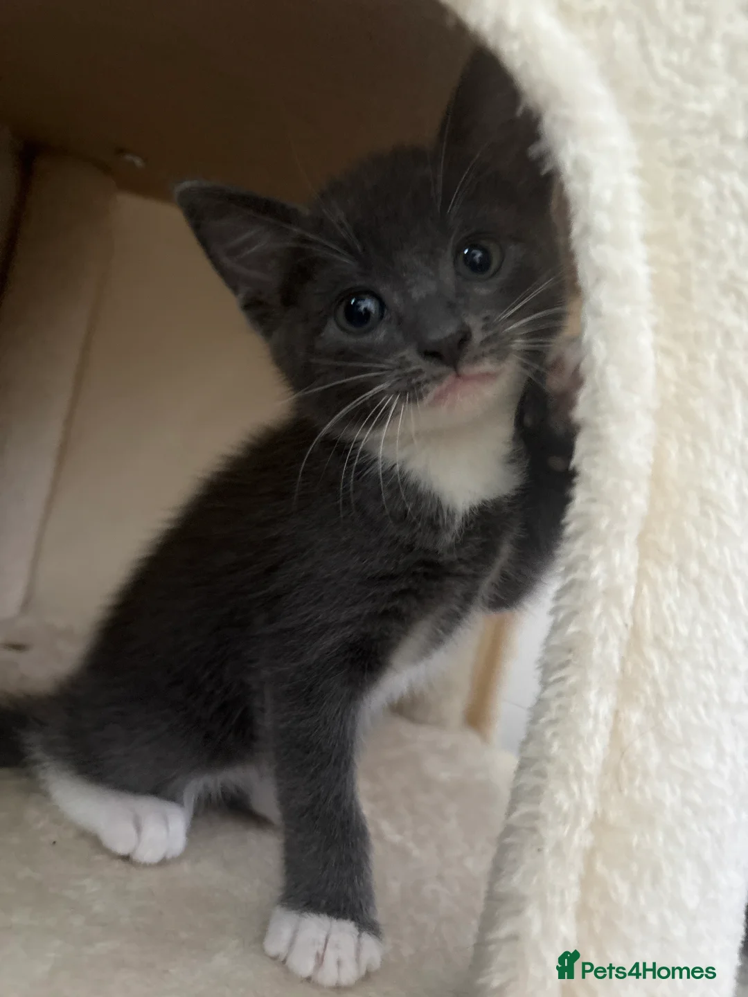 Maine Coon cats for sale: British blue /main coon - Advert 2