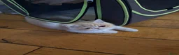 Exotic cats for sale: Beautiful Exotic cream & white female - Advert 8