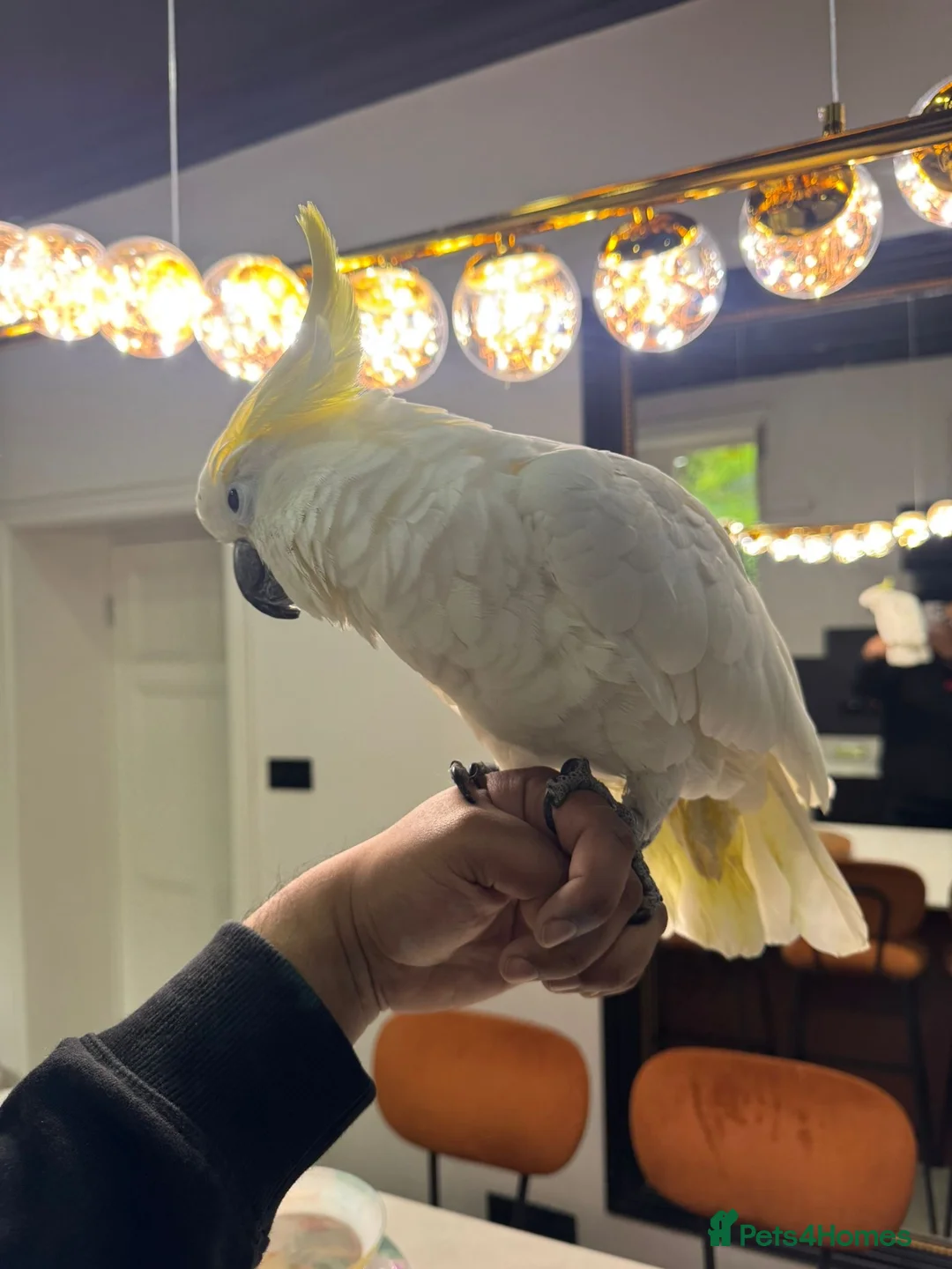 Cockatoo birds for sale: TAME & TALKING COCKATOO - Advert 6