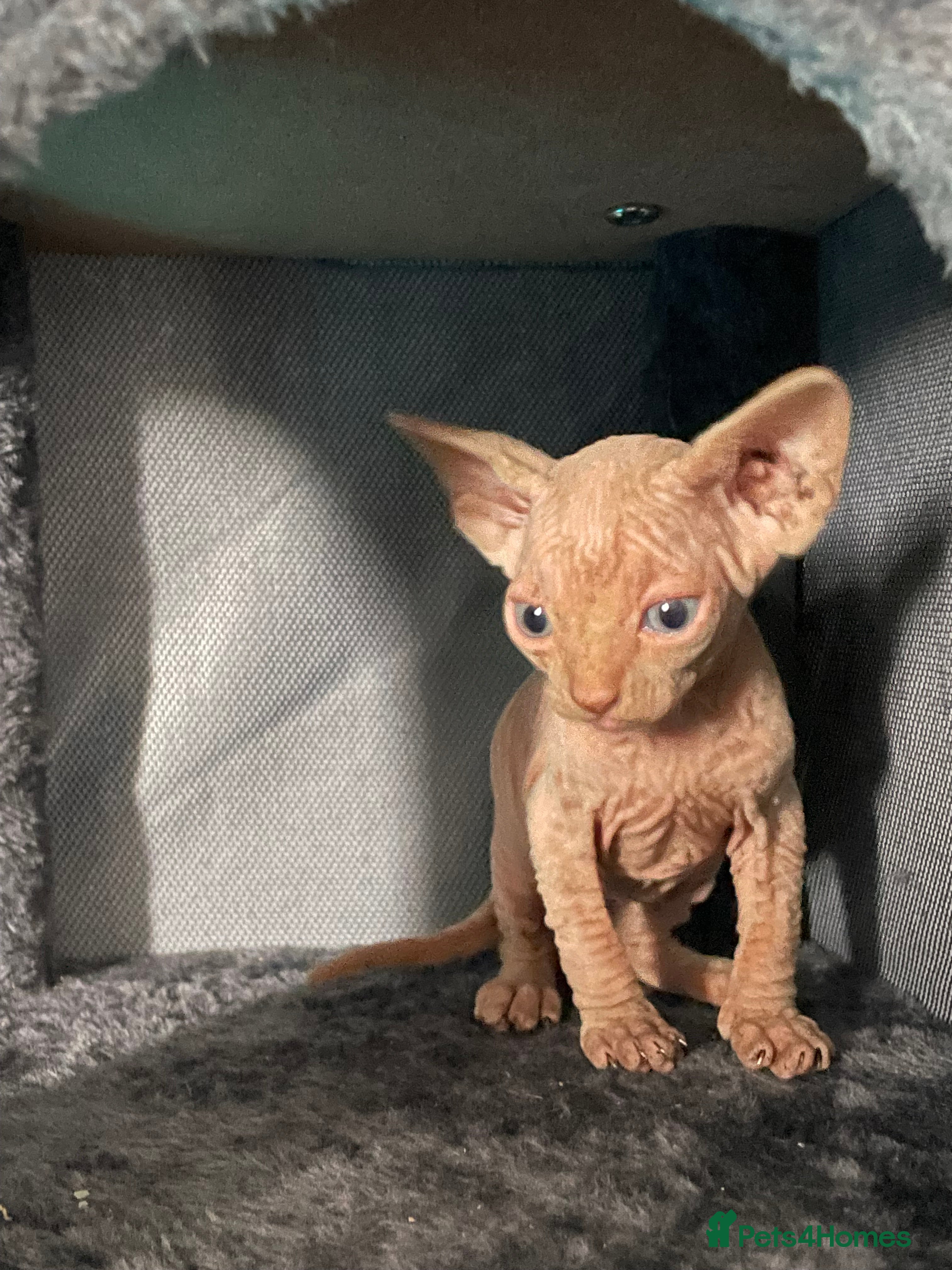 Sphynx cats Beautiful sphynx kittens for sale  - Advert 1