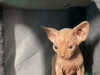 Sphynx cats Beautiful sphynx kittens for sale - Advert 1