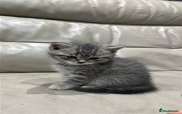 British Shorthair cats for sale: British Shorthair Kittens - Image 10