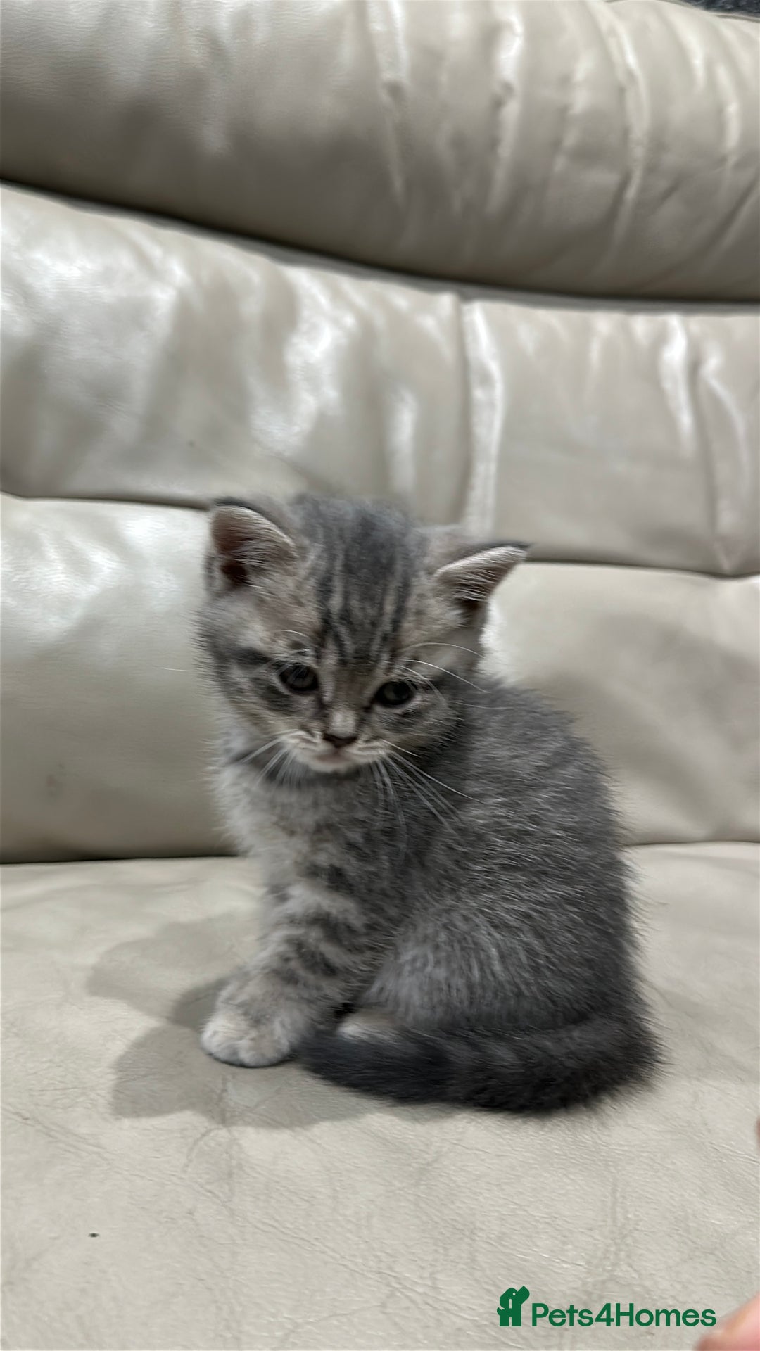British Shorthair cats for sale: British Shorthair Kittens - Image 10