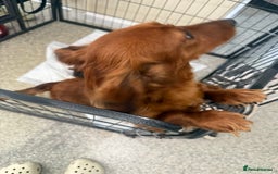 Dachshund dogs for sale: 6 beautiful Dapple Dachshunds left - Image 8