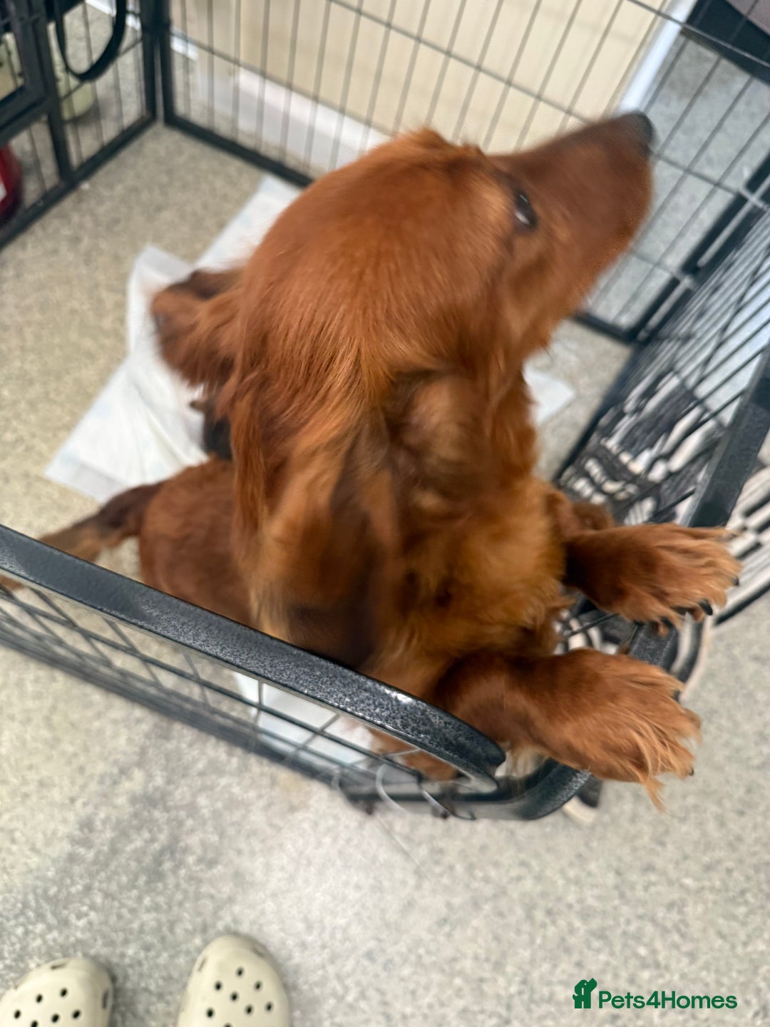 Dachshund dogs for sale: 6 beautiful Dapple Dachshunds left - Image 8