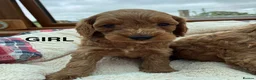 Cockapoo dogs for sale: F1b Cockapoo Puppies  - Advert 5