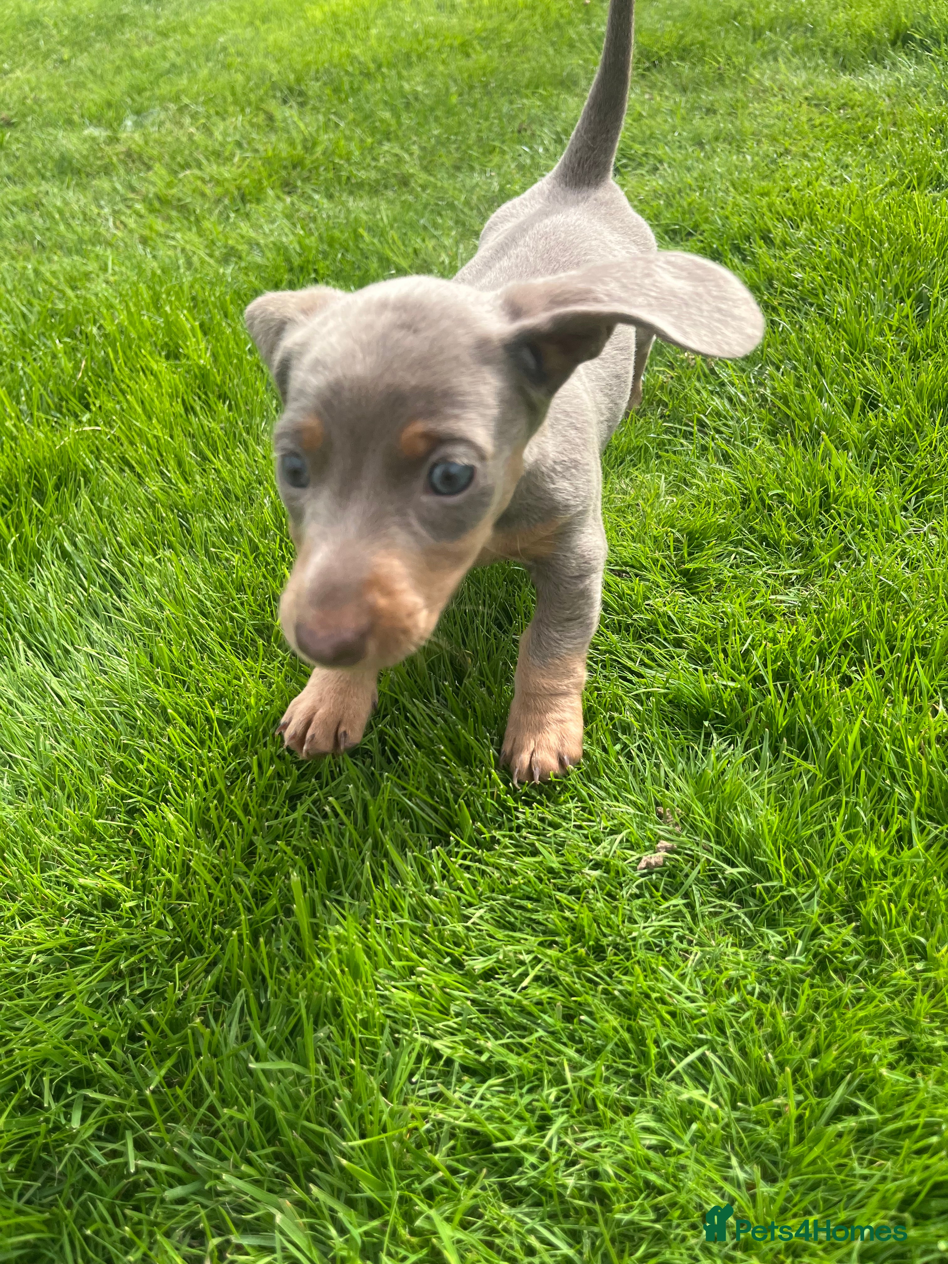 Miniature Dachshund dogs 🐶REDUCED PRICE🐶 Isabella & tan girl Available  - Advert 1