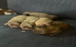 Shih Tzu dogs for sale: Beautiful litter or imperial Shih Tzu puppies  - Advert 22