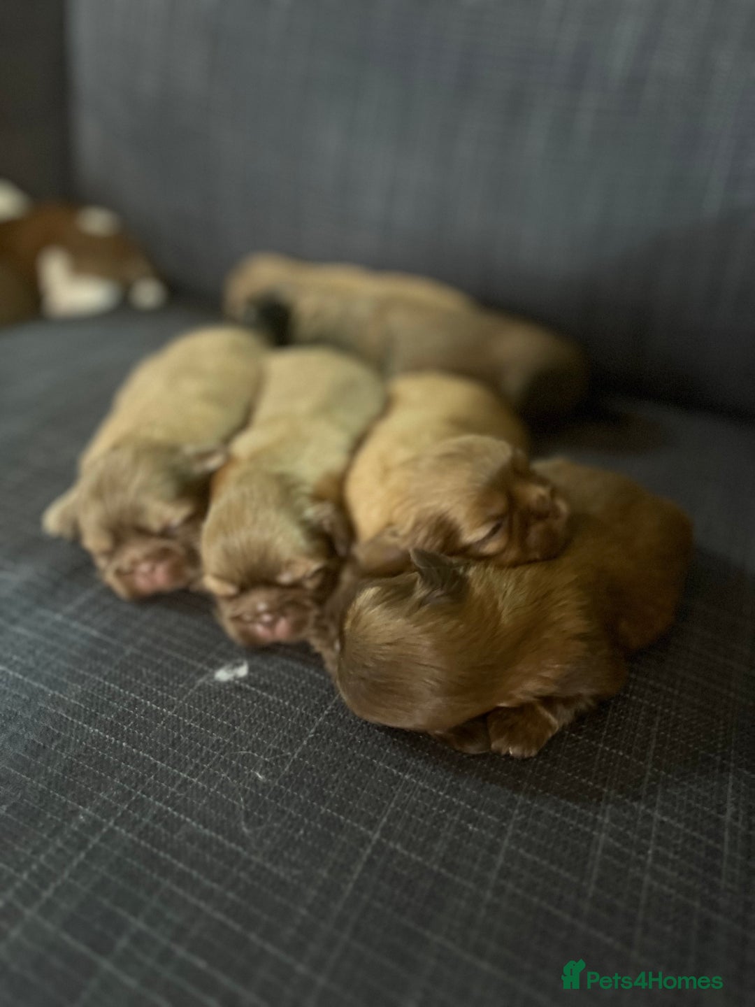 Shih Tzu dogs for sale: Beautiful litter or imperial Shih Tzu puppies  - Advert 22