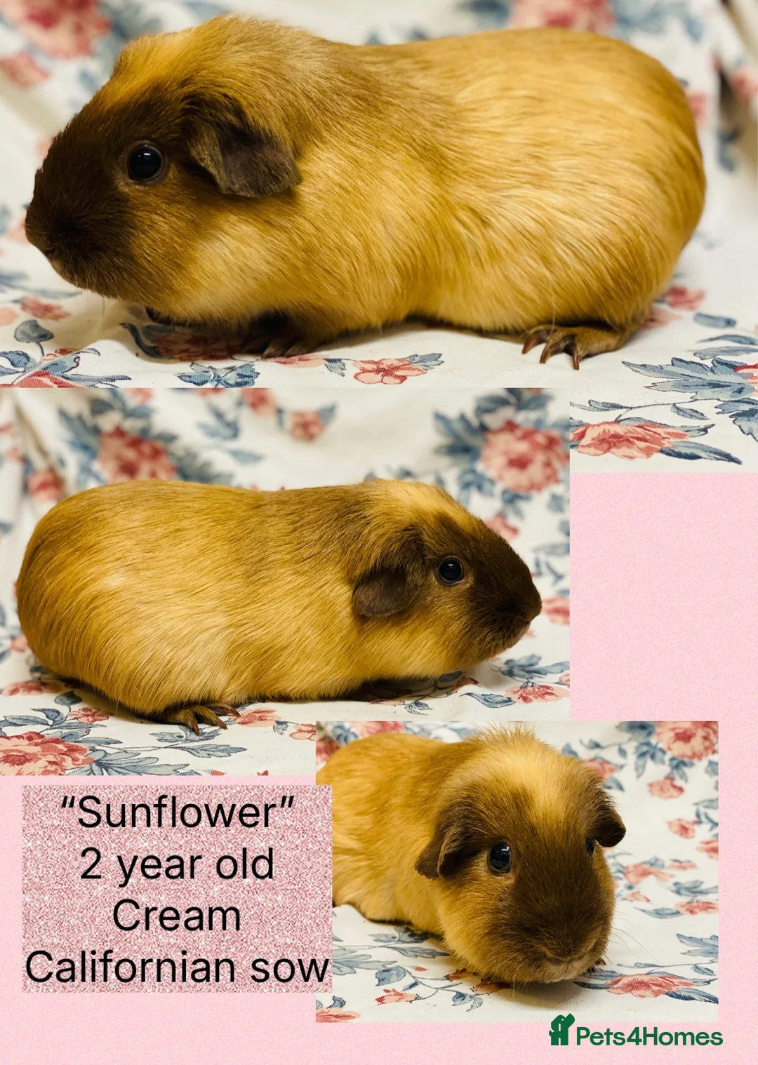 Guinea Pig rodents for sale: Adult female Guineapigs available for pet homes - Advert 2