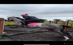 Irish Thoroughbred horses for sale: Stunning Thoroughbred Mare,  - Advert 6