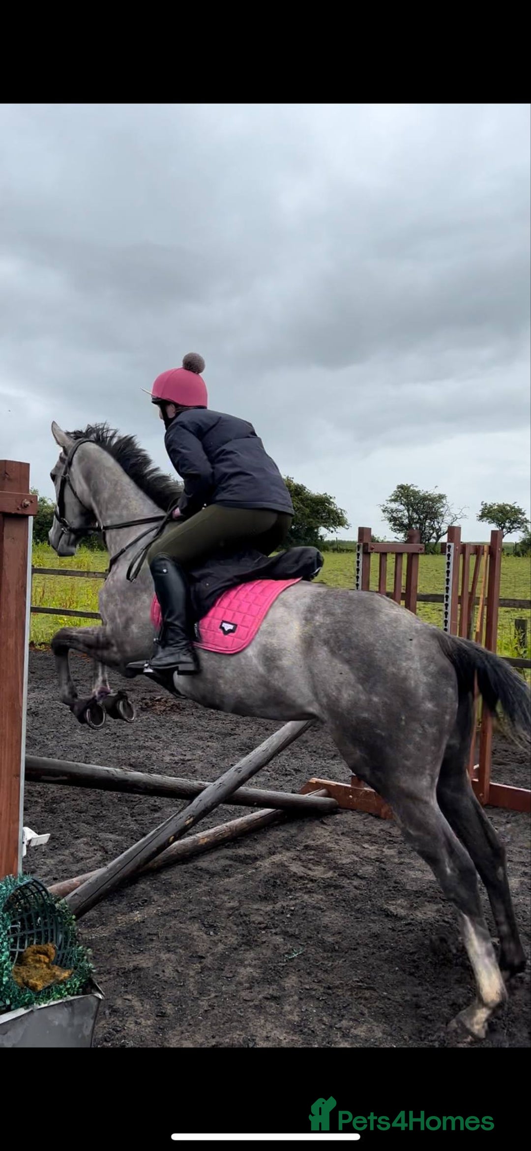 Irish Thoroughbred horses for sale: Stunning Thoroughbred Mare,  - Advert 6