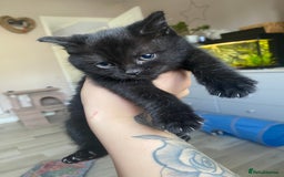 Mixed Breed cats for sale: Two black rescue kittens - Image 2