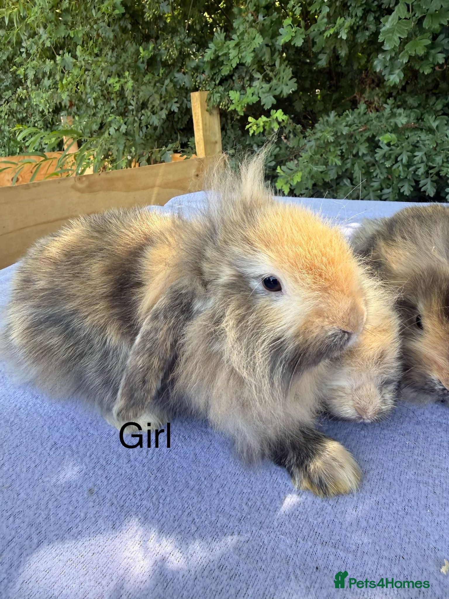 Mini Lop rabbits Baby Mini lops  - Advert 1
