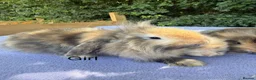 Mini Lop rabbits for sale: Baby Mini lops  - Advert 1