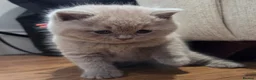 British Shorthair cats for sale: Gorgeous Pure British Shorthair Teddy Bear Kittens - Advert 27