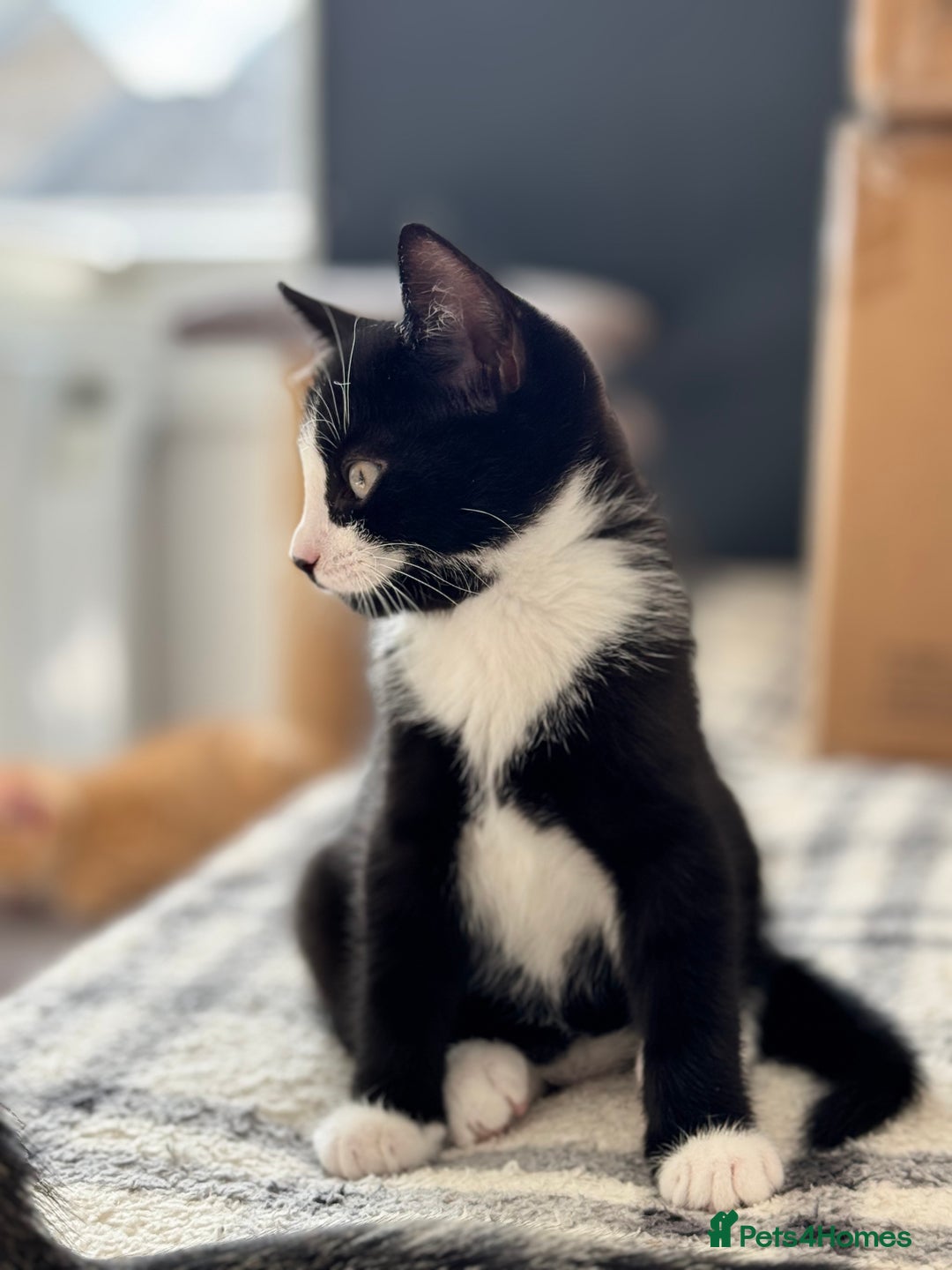Mixed Breed cats for sale: Two adorable female kittens need a home  - Image 7