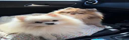 Pomeranian dogs for stud: Gorgeous white Pomeranian for stud  - Advert 21