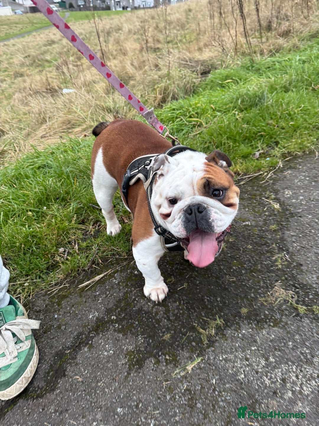 English Bulldog dogs for sale: 4 Year Old Female English Bulldog  - Advert 4