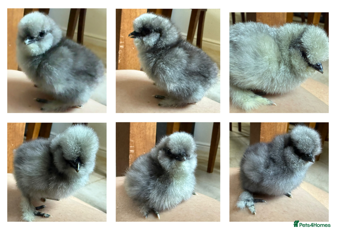 Chickens poultry for sale: Blue Bearded Silkie Hatching eggs with *Guarantee* - Image 4