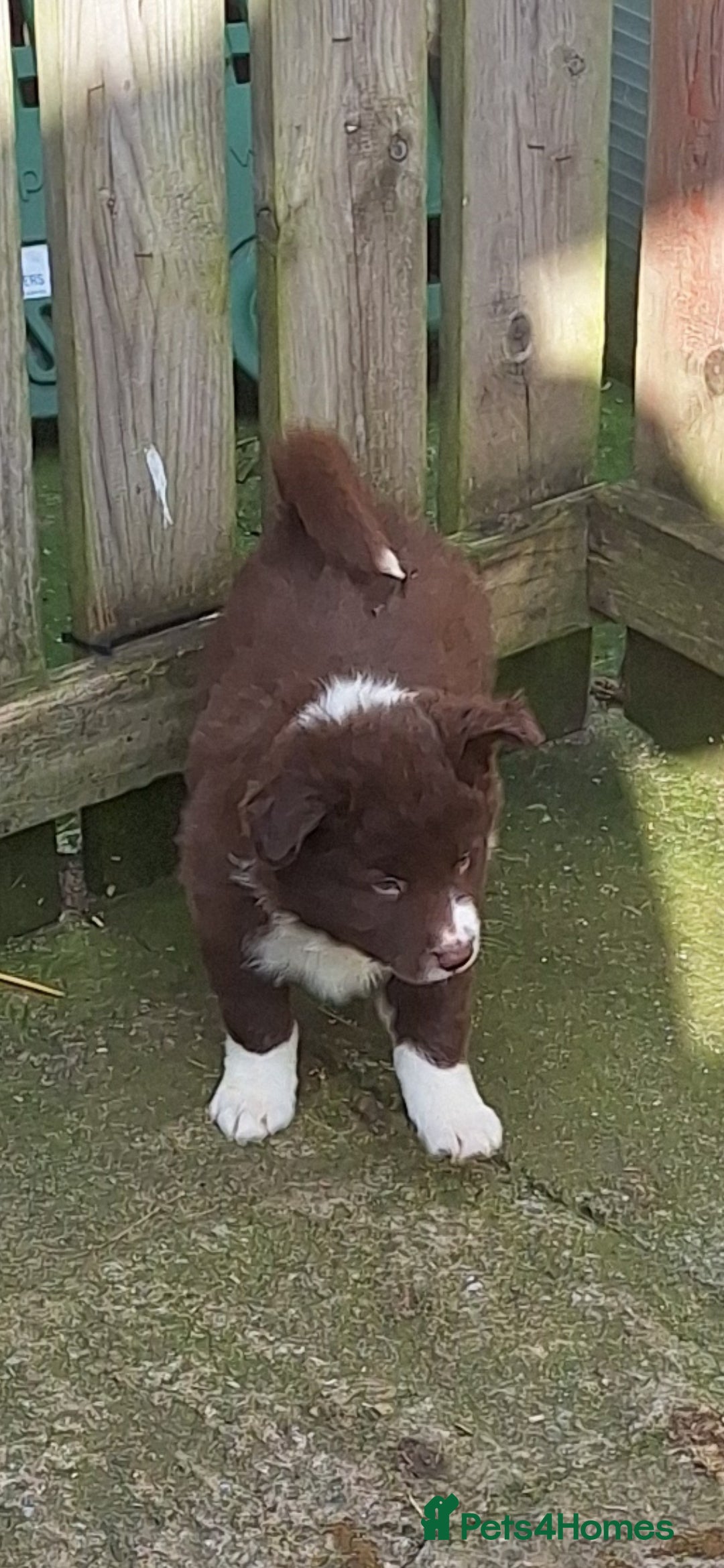 Border Collie dogs Border Collie puppies - Advert 2
