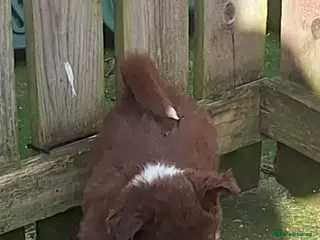 Border Collie dogs Border Collie puppies - Advert 2