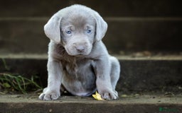 Labrador Retriever dogs for sale: Stunning litter  - Image 9