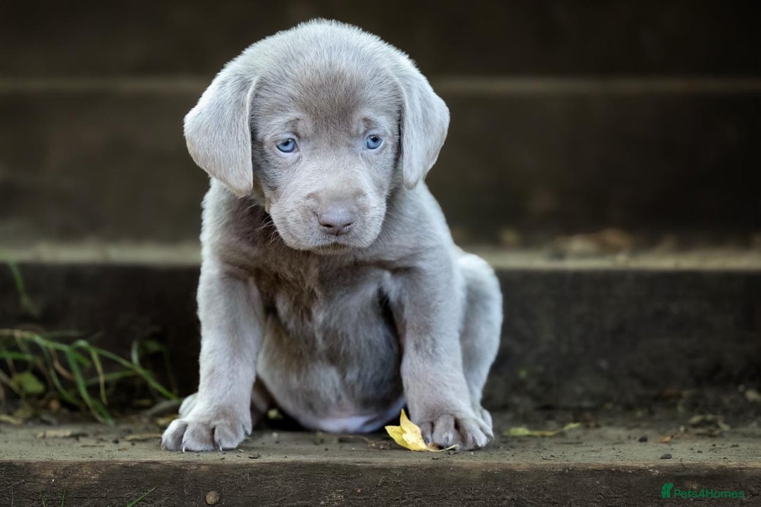 Labrador Retriever dogs for sale: Stunning litter  - Image 9