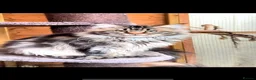 American Curl cats for sale: American curl kittens rare breed ready now - Advert 15
