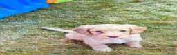 Cockapoo dogs for sale: Cockapoo Puppies  - Advert 16