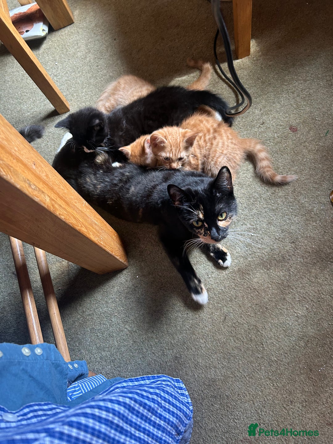 Mixed Breed cats for sale: READY TO GO 4 gorgeous kittens  - Image 11