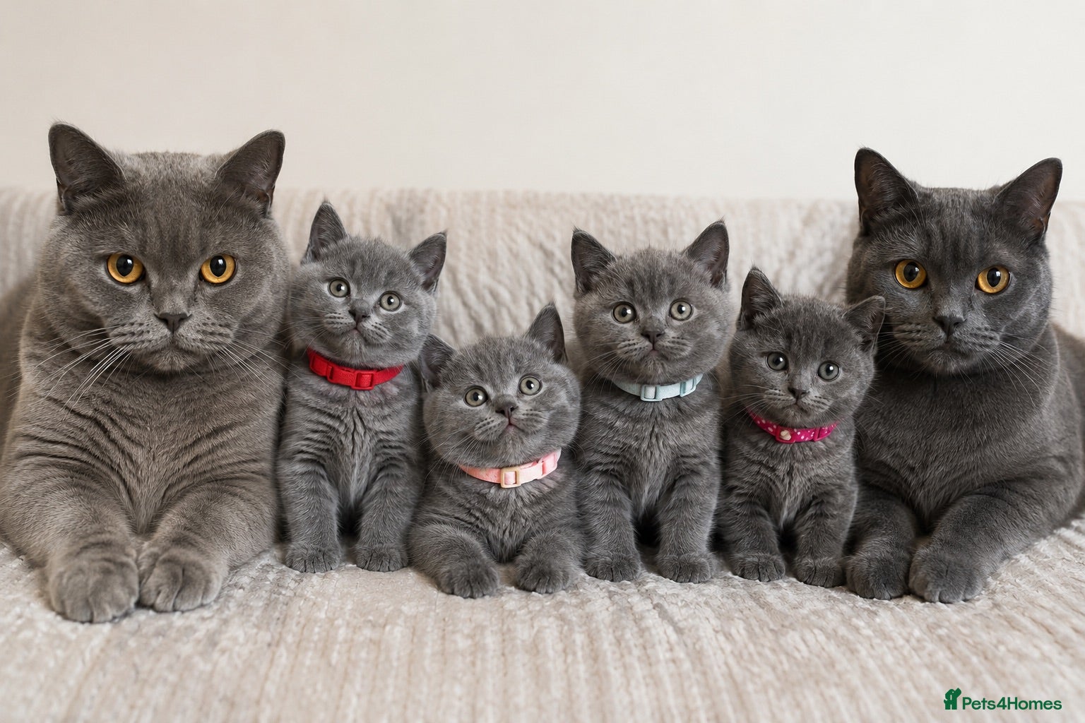 British Shorthair cats 🐱 British shorthair kittens pedigree ❤️❤️❤️ - Advert 1