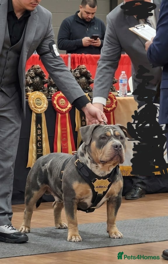 American Bully dogs Thor – Proven ABKC Stud | £350 - Advert 17