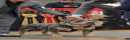 American Bully dogs for stud: ABKC Registered Male Stud "Thor" . - Advert 7