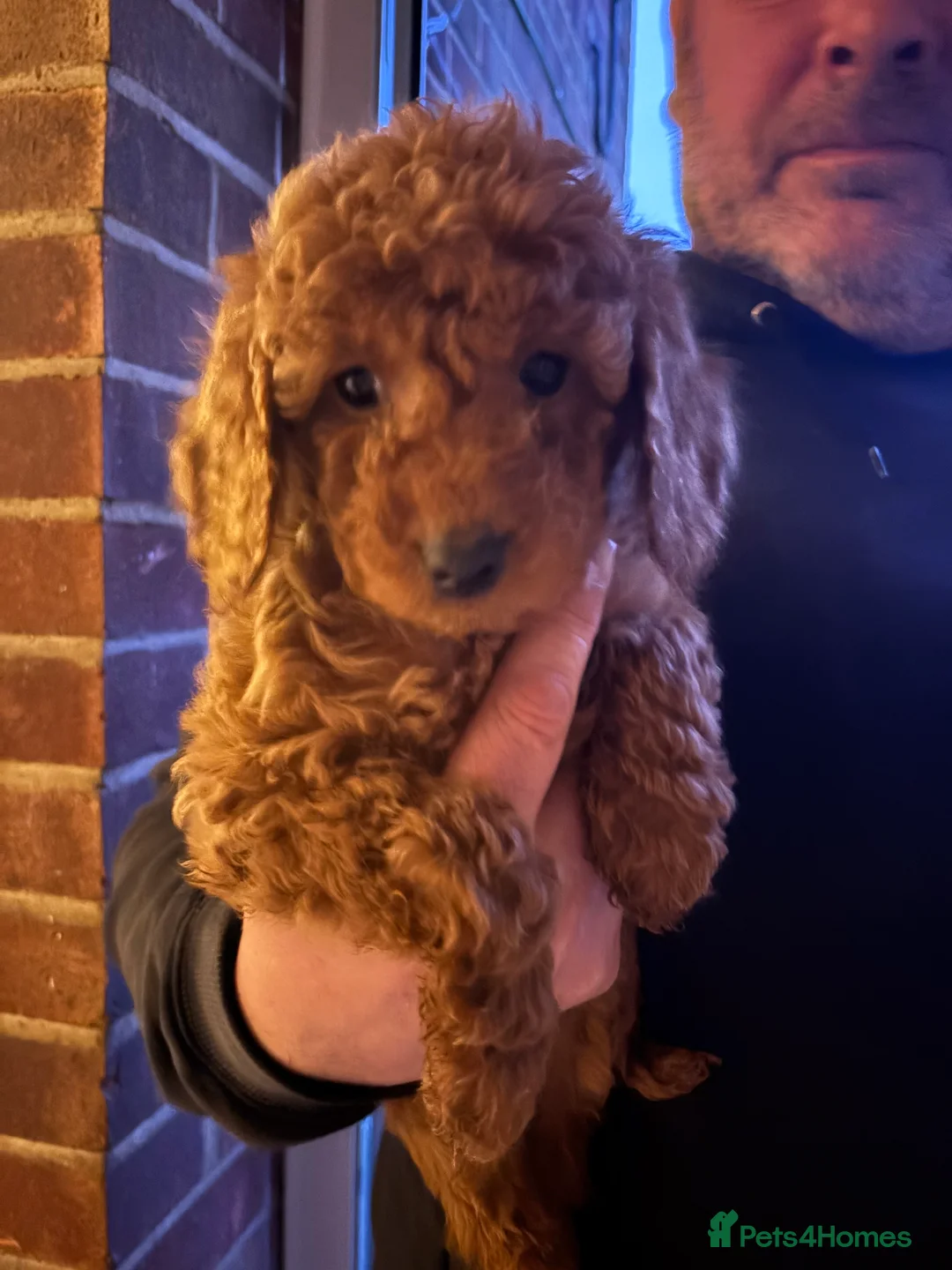 Cockapoo dogs for sale: Cockapoo puppies  - Advert 2