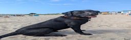 Labrador Retriever dogs for stud: Black Labrador for stud - North West - Proven stud in Saint Helens - Advert 1