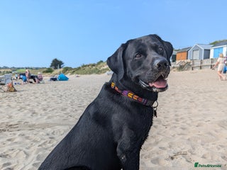 Labrador Retriever dogs in Saint Helens - Advert 1