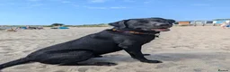 Labrador Retriever dogs for stud: Black Labrador for stud - North West - Proven stud in Saint Helens - Advert 1