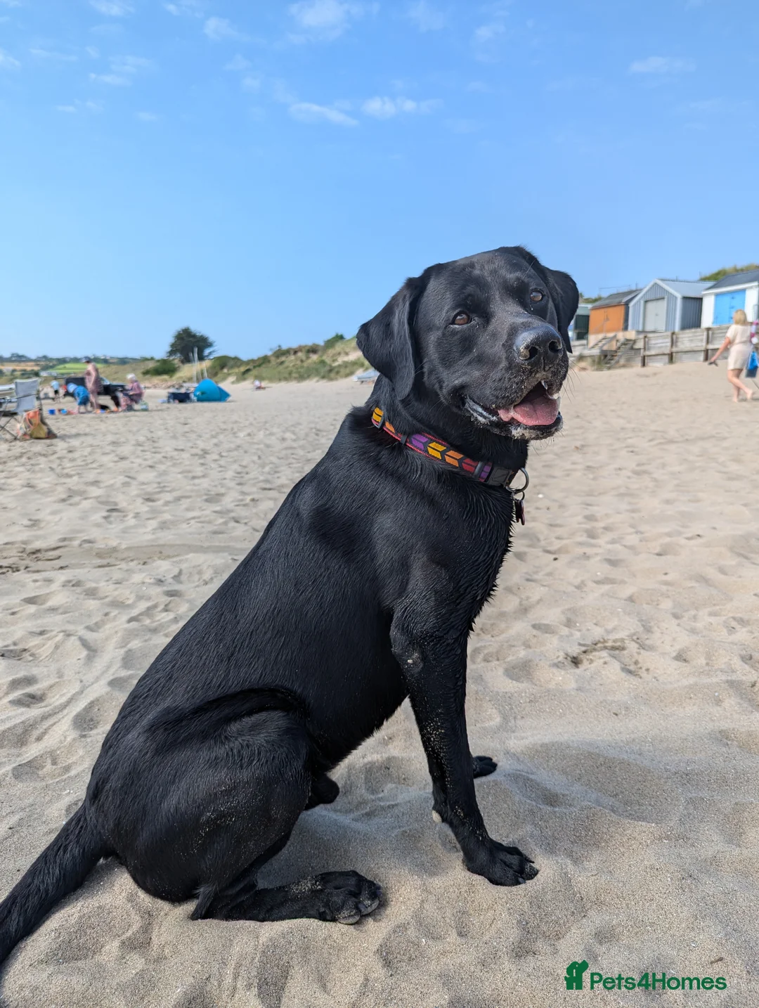 Labrador Retriever dogs for stud: Black Labrador for stud - North West - Proven stud in Saint Helens - Advert 1