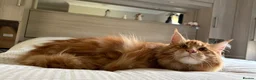 Maine Coon cats for sale: TICA reg FULL PEDIGREE MALE KITTEN  - Advert 6