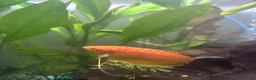 Gouramis fish for sale: Golden Gouramis in Southport - Advert 2