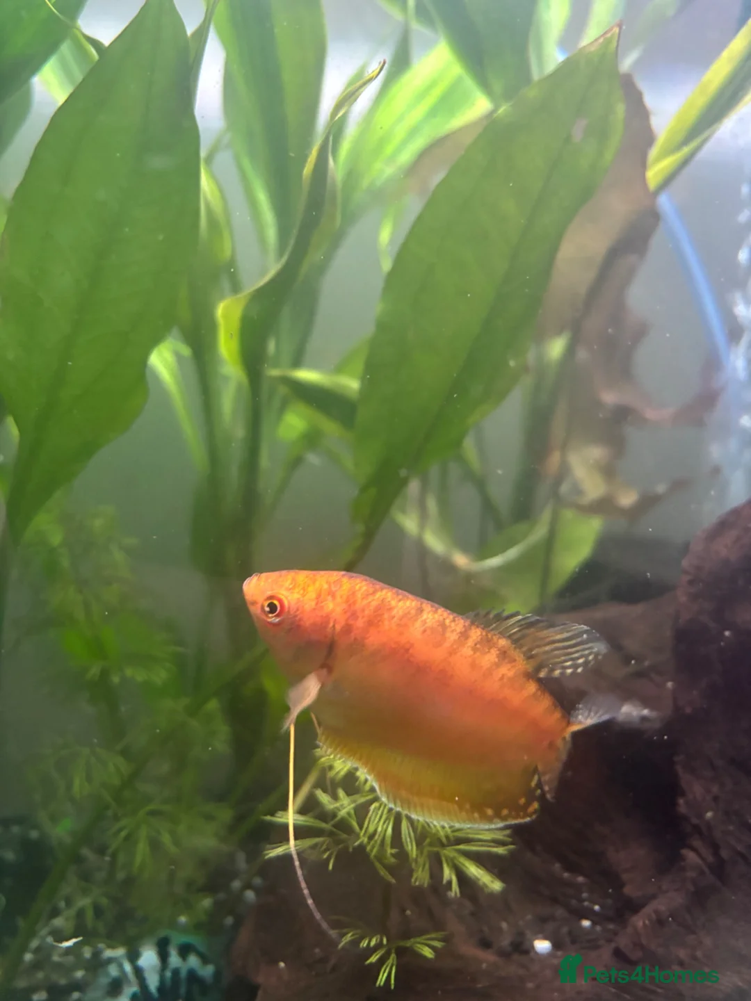 Gouramis fish for sale: Golden Gouramis in Southport - Advert 2