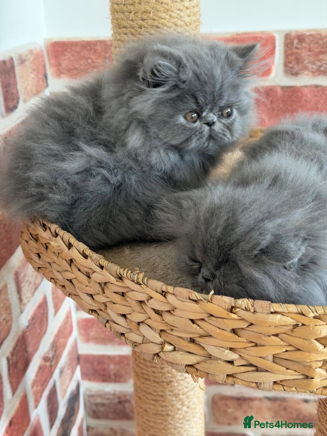 Persian cats for sale: Grand Champion Imperial Bloodlines Persian Kittens - Image 5