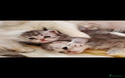 Persian cats for sale: Persian x Ragdoll - Image 2